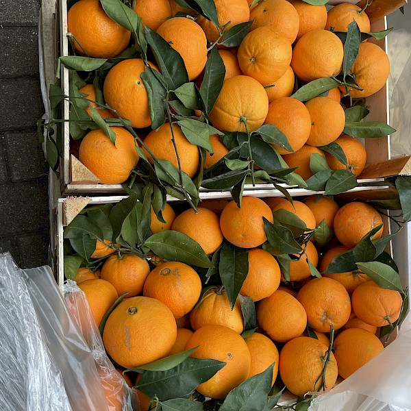 Frische Orangen aus Sizilien!
