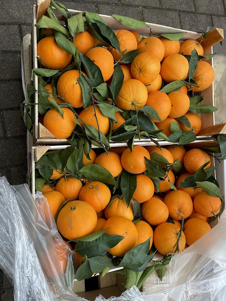 Frische Orangen aus Sizilien!